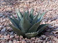 Agave havardiana