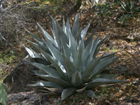 Agave havardiana