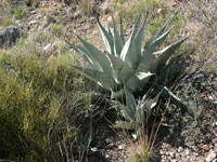 Agave havardiana