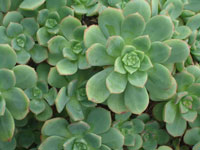 Aeonium haworthii