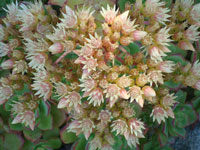 Aeonium haworthii