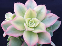 Aeonium haworthii