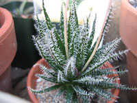 Aloe haworthioides