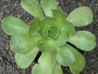 Aeonium hierrense