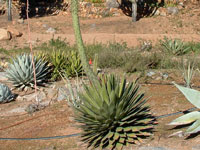 agave horrida