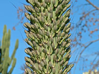 Agave horrida