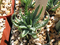 Aloe humilis