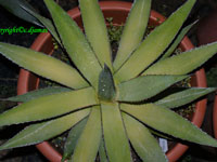 Agave impressa