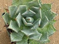 agave isthmensis