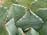 Agave isthmensis