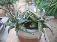 aloe jucunda