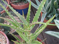 aloe kedongensis