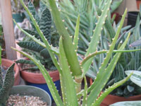 Aloe kedongensis