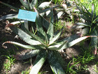 aloe keithii