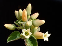 Adenia keramanthus