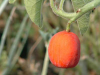 Adenia keramanthus