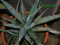 agave kerchovei