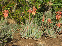 aloe krapohliana