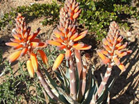 Aloe krapohliana