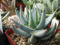 Aloe krapohliana