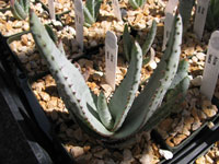 aloe laeta