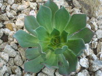 Aeonium lancerottense