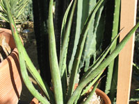 agave lechuguilla