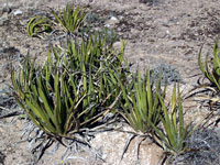 Agave lechuguilla