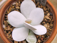 Adromischus leucophyllus