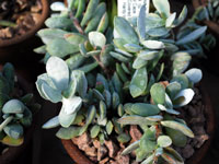 Adromischus leucophyllus