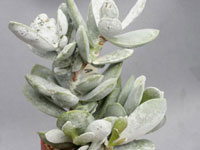 Adromischus leucophyllus