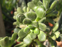 Aeonium lindleyi