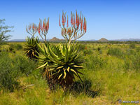 Aloe littoralis