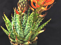 aloe longistyla