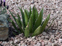 Agave lophantha