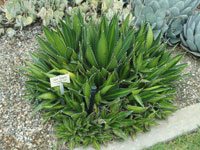 Agave lophantha