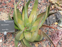 aloe lutescens