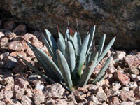 Agave macroacantha