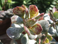 Adromischus maculatus