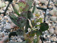 Adromischus maculatus