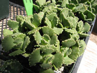 Aloinopsis malherbei