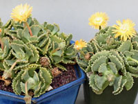 Aloinopsis malherbei