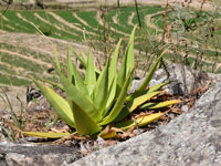 Aloe manandonae