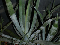 Agave mapisaga