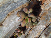 Adromischus marianiae