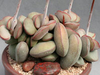 Adromischus marianiae