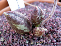 Adromischus marianiae