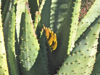 Aloe species