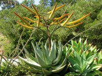 Aloe marlothii