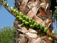 Aloe marlothii